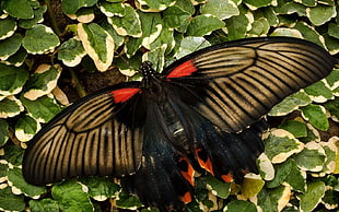 black, white, and red butterfly closeup photography